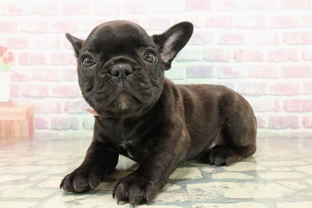 東京都のフレンチブルドッグ (Coo&RIKU大久保店/2025年10月28日生まれ/女の子/ブリンドルホワイト)の子犬の2枚目の画像