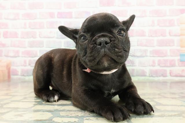 東京都のフレンチブルドッグ (Coo&RIKU大久保店/2025年10月28日生まれ/女の子/ブリンドルホワイト)の子犬の3枚目の画像