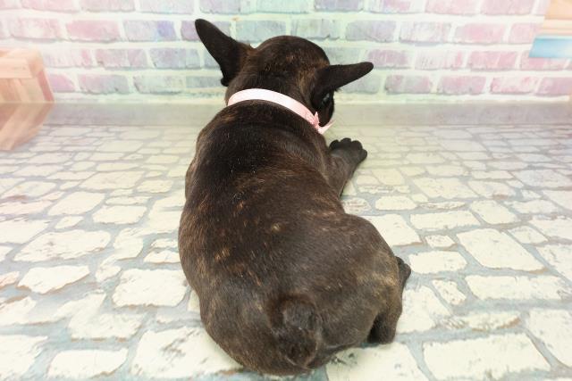 東京都のフレンチブルドッグ (Coo&RIKU大久保店/2025年10月28日生まれ/女の子/ブリンドルホワイト)の子犬の4枚目の画像