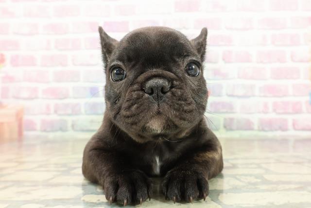 東京都のフレンチブルドッグ (Coo&RIKU新宿三丁目店/2025年10月28日生まれ/女の子/ブリンドルホワイト)の子犬の1枚目の画像