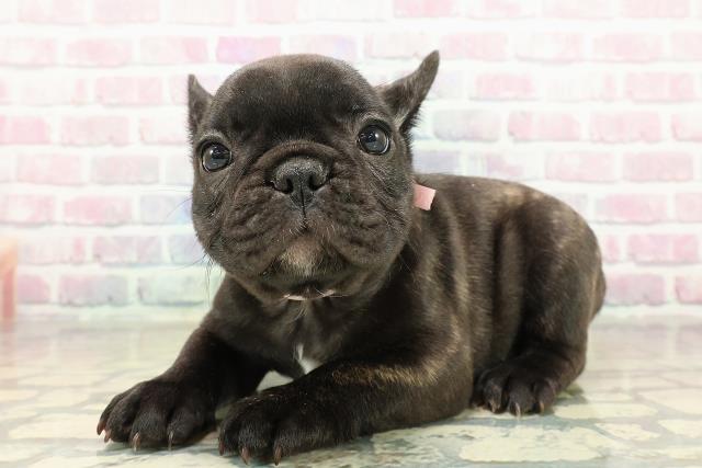 東京都のフレンチブルドッグ (Coo&RIKU新宿三丁目店/2025年10月28日生まれ/女の子/ブリンドルホワイト)の子犬の2枚目の画像