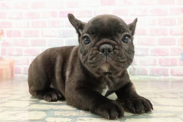 東京都のフレンチブルドッグ (Coo&RIKU新宿三丁目店/2025年10月28日生まれ/女の子/ブリンドルホワイト)の子犬の3枚目の画像