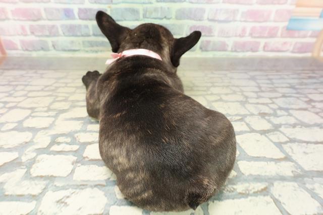 東京都のフレンチブルドッグ (Coo&RIKU新宿三丁目店/2025年10月28日生まれ/女の子/ブリンドルホワイト)の子犬の4枚目の画像