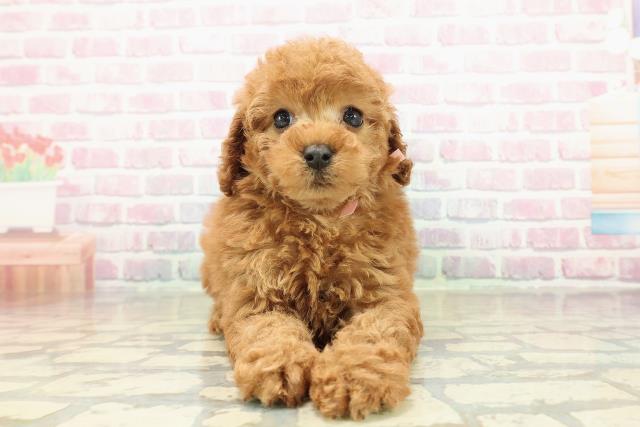 茨城県のトイプードル(トイ) (Coo&RIKU水戸店/2025年10月26日生まれ/女の子/レッド)の子犬の1枚目の画像