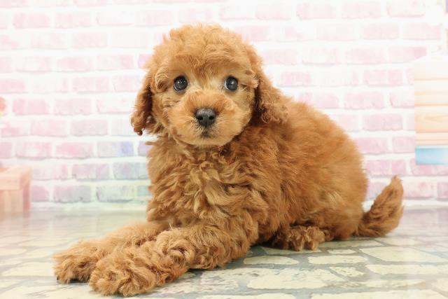 茨城県のトイプードル(トイ) (Coo&RIKU水戸店/2025年10月26日生まれ/女の子/レッド)の子犬の2枚目の画像