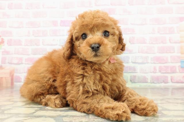 茨城県のトイプードル(トイ) (Coo&RIKU水戸店/2025年10月26日生まれ/女の子/レッド)の子犬の3枚目の画像