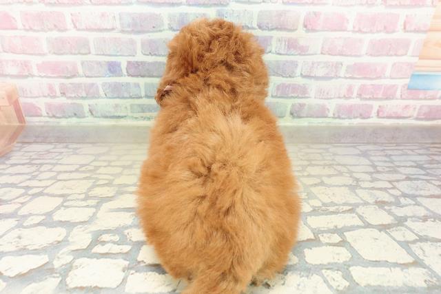 茨城県のトイプードル(トイ) (Coo&RIKU水戸店/2025年10月26日生まれ/女の子/レッド)の子犬の4枚目の画像