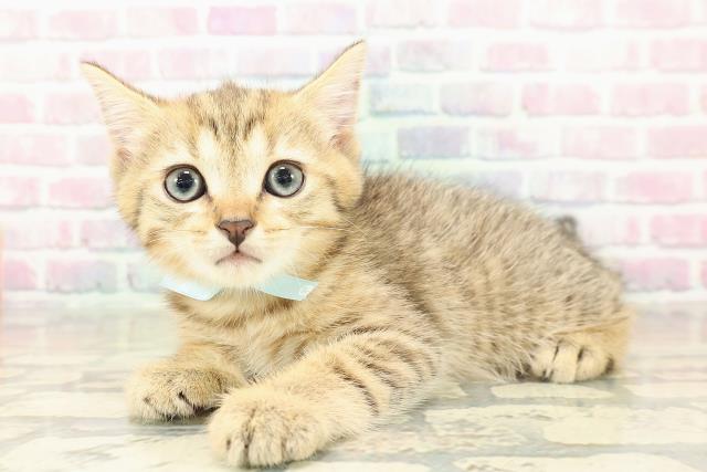 東京都のブリティッシュショートヘアー (Coo&RIKU武蔵小山店/2025年10月29日生まれ/男の子/ブラウンタビー)の子猫の2枚目の画像