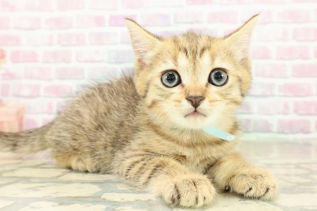 東京都のブリティッシュショートヘアー (Coo&RIKU武蔵小山店/2025年10月29日生まれ/男の子/ブラウンタビー)の子猫の3枚目の画像