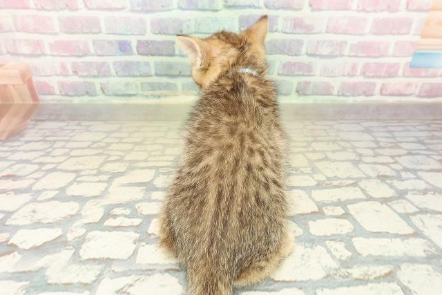 東京都のブリティッシュショートヘアー (Coo&RIKU武蔵小山店/2025年10月29日生まれ/男の子/ブラウンタビー)の子猫の4枚目の画像