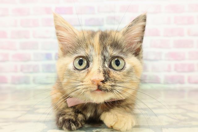 東京都のマンチカン (Coo&RIKU浅草店/2025年10月26日生まれ/女の子/チョコレートトーティー)の子猫の1枚目の画像