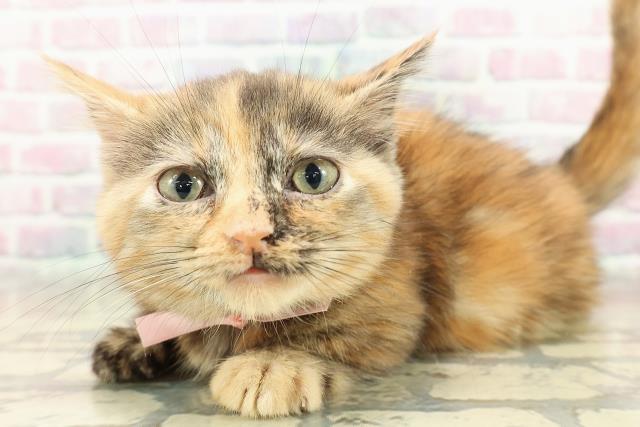 東京都のマンチカン (Coo&RIKU浅草店/2025年10月26日生まれ/女の子/チョコレートトーティー)の子猫の2枚目の画像