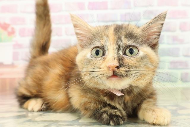 東京都のマンチカン (Coo&RIKU浅草店/2025年10月26日生まれ/女の子/チョコレートトーティー)の子猫の3枚目の画像