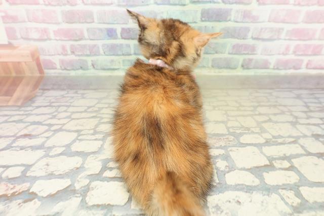 東京都のマンチカン (Coo&RIKU浅草店/2025年10月26日生まれ/女の子/チョコレートトーティー)の子猫の4枚目の画像