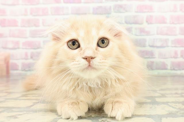 東京都のスコティッシュフォールド (Coo&RIKU新宿三丁目店/2025年10月23日生まれ/女の子/クリームタビー)の子猫の1枚目の画像