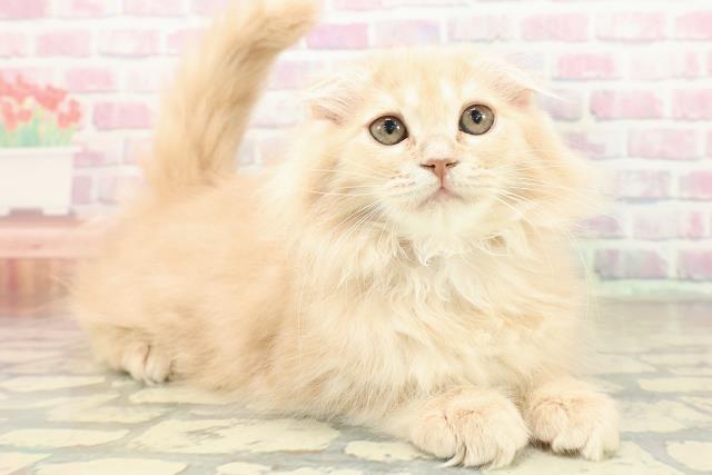 東京都のスコティッシュフォールド (Coo&RIKU新宿三丁目店/2025年10月23日生まれ/女の子/クリームタビー)の子猫の3枚目の画像