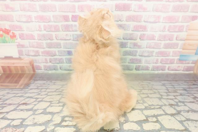 東京都のスコティッシュフォールド (Coo&RIKU新宿三丁目店/2025年10月23日生まれ/女の子/クリームタビー)の子猫の4枚目の画像