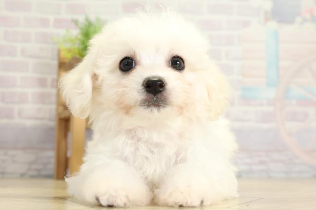 愛知県のビションフリーゼ (Coo&RIKU東海一宮店/2025年10月28日生まれ/女の子/ホワイト)の子犬の1枚目の画像