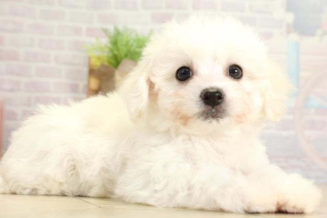 愛知県のビションフリーゼ (Coo&RIKU東海一宮店/2025年10月28日生まれ/女の子/ホワイト)の子犬の2枚目の画像