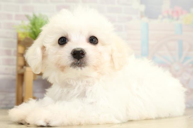 愛知県のビションフリーゼ (Coo&RIKU東海一宮店/2025年10月28日生まれ/女の子/ホワイト)の子犬の3枚目の画像