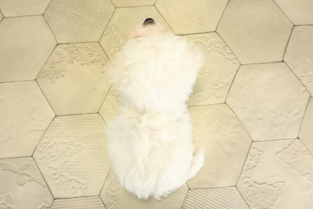 愛知県のビションフリーゼ (Coo&RIKU東海一宮店/2025年10月28日生まれ/女の子/ホワイト)の子犬の4枚目の画像