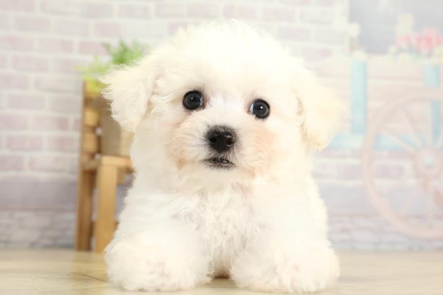 愛知県のビションフリーゼ (Coo&RIKU春日井店/2025年10月28日生まれ/女の子/ホワイト)の子犬の1枚目の画像