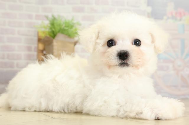 愛知県のビションフリーゼ (Coo&RIKU春日井店/2025年10月28日生まれ/女の子/ホワイト)の子犬の2枚目の画像