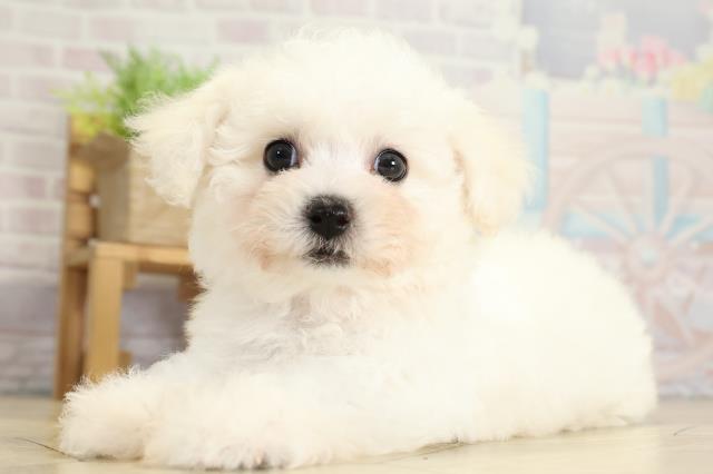 愛知県のビションフリーゼ (Coo&RIKU春日井店/2025年10月28日生まれ/女の子/ホワイト)の子犬の3枚目の画像