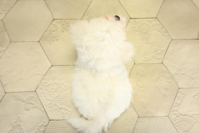 愛知県のビションフリーゼ (Coo&RIKU春日井店/2025年10月28日生まれ/女の子/ホワイト)の子犬の4枚目の画像