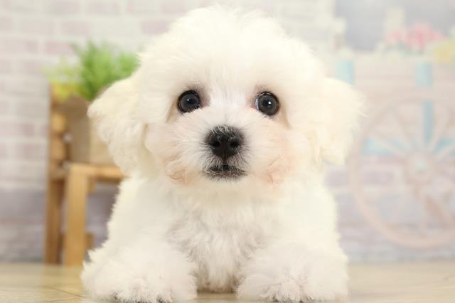 岐阜県のビションフリーゼ (Coo&RIKU岐南店/2025年10月28日生まれ/男の子/ホワイト)の子犬の1枚目の画像