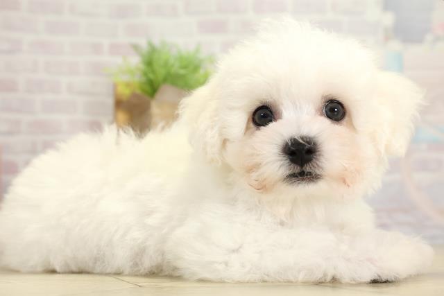 岐阜県のビションフリーゼ (Coo&RIKU岐南店/2025年10月28日生まれ/男の子/ホワイト)の子犬の2枚目の画像