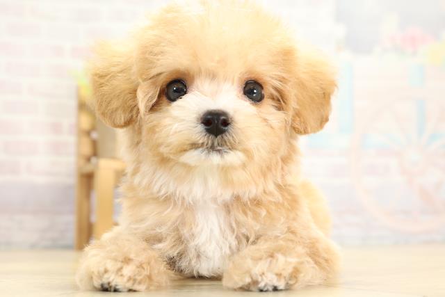 愛知県のハーフ犬・ミックス犬 (Coo&RIKU春日井店/2025年10月27日生まれ/女の子/アプリコット)の子犬の1枚目の画像