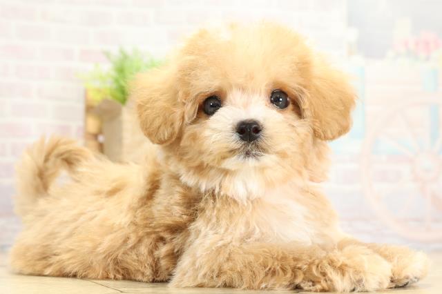 愛知県のハーフ犬・ミックス犬 (Coo&RIKU春日井店/2025年10月27日生まれ/女の子/アプリコット)の子犬の2枚目の画像