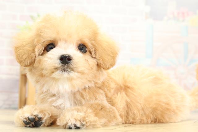 愛知県のハーフ犬・ミックス犬 (Coo&RIKU春日井店/2025年10月27日生まれ/女の子/アプリコット)の子犬の3枚目の画像