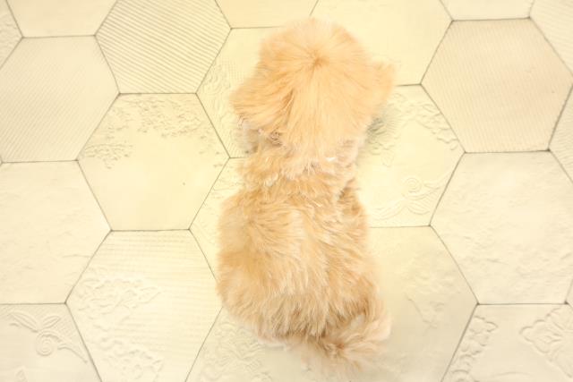 愛知県のハーフ犬・ミックス犬 (Coo&RIKU春日井店/2025年10月27日生まれ/女の子/アプリコット)の子犬の4枚目の画像