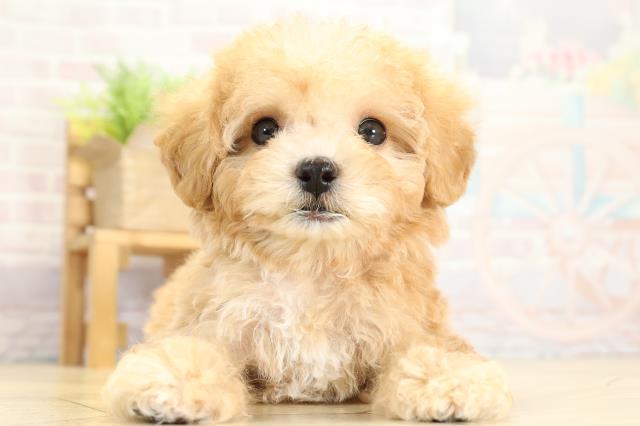 岐阜県のハーフ犬・ミックス犬 (Coo&RIKU各務原店/2025年10月27日生まれ/女の子/アプリコット)の子犬の1枚目の画像