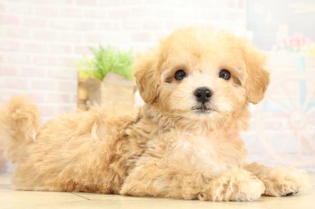 岐阜県のハーフ犬・ミックス犬 (Coo&RIKU各務原店/2025年10月27日生まれ/女の子/アプリコット)の子犬の2枚目の画像