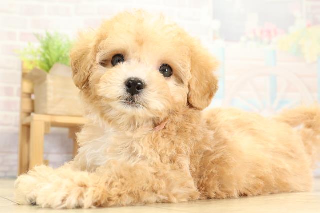 岐阜県のハーフ犬・ミックス犬 (Coo&RIKU各務原店/2025年10月27日生まれ/女の子/アプリコット)の子犬の3枚目の画像