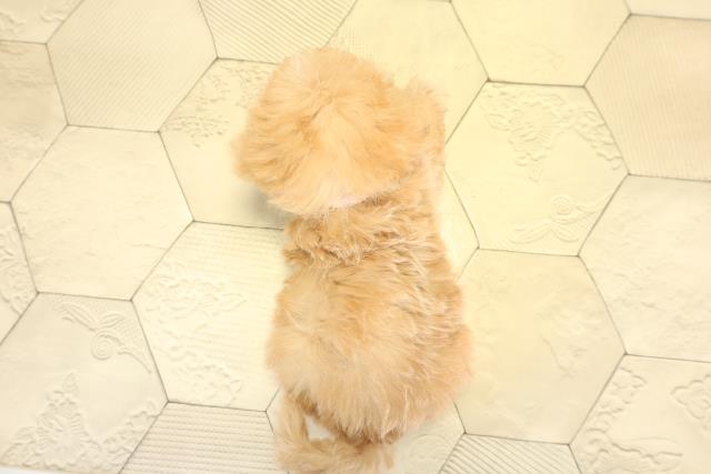 岐阜県のハーフ犬・ミックス犬 (Coo&RIKU各務原店/2025年10月27日生まれ/女の子/アプリコット)の子犬の4枚目の画像