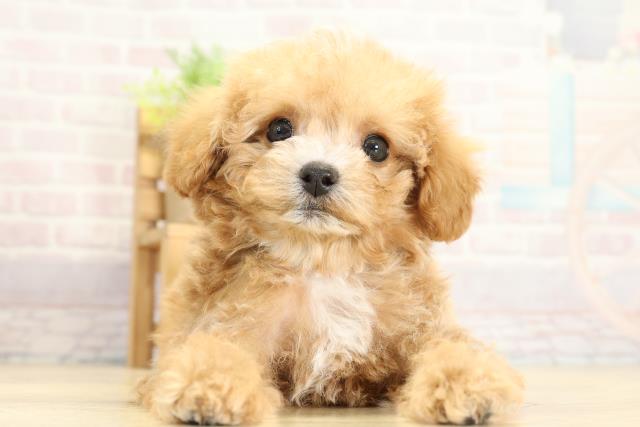 静岡県のハーフ犬・ミックス犬 (Coo&RIKU藤枝店/2025年10月27日生まれ/男の子/アプリコット)の子犬の1枚目の画像