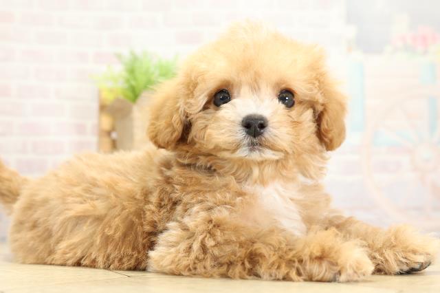 静岡県のハーフ犬・ミックス犬 (Coo&RIKU藤枝店/2025年10月27日生まれ/男の子/アプリコット)の子犬の2枚目の画像