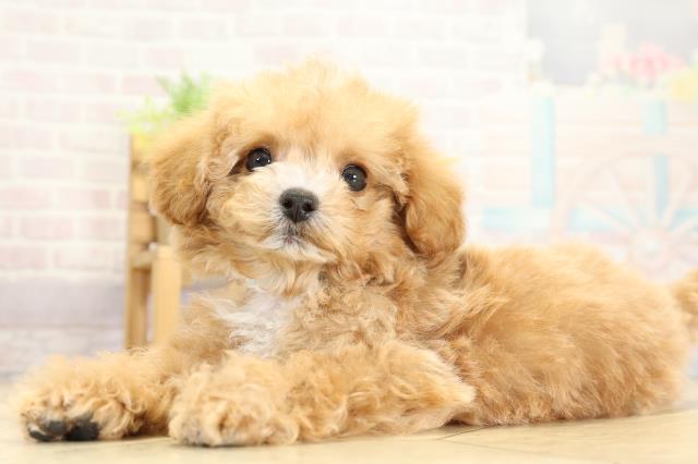 静岡県のハーフ犬・ミックス犬 (Coo&RIKU藤枝店/2025年10月27日生まれ/男の子/アプリコット)の子犬の3枚目の画像