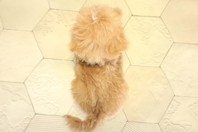 静岡県のハーフ犬・ミックス犬 (Coo&RIKU藤枝店/2025年10月27日生まれ/男の子/アプリコット)の子犬の4枚目の画像