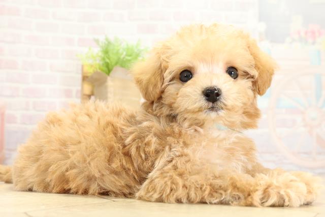 静岡県のハーフ犬・ミックス犬 (Coo&RIKU浜松店/2025年10月27日生まれ/男の子/アプリコット)の子犬の2枚目の画像