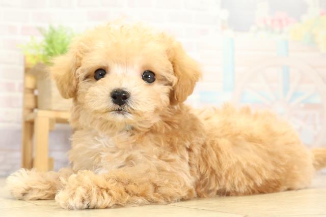 静岡県のハーフ犬・ミックス犬 (Coo&RIKU浜松店/2025年10月27日生まれ/男の子/アプリコット)の子犬の3枚目の画像