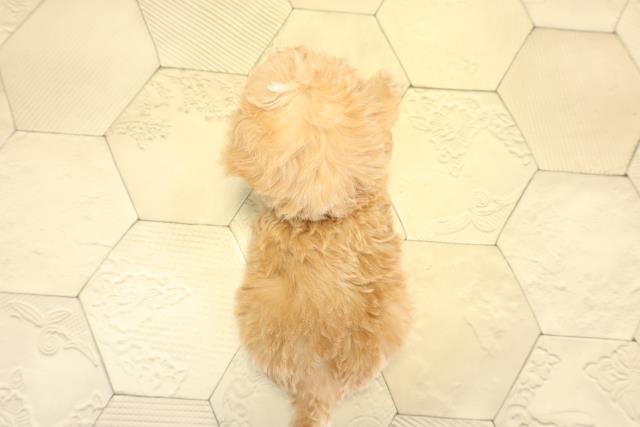 静岡県のハーフ犬・ミックス犬 (Coo&RIKU浜松店/2025年10月27日生まれ/男の子/アプリコット)の子犬の4枚目の画像