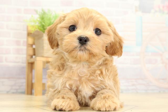 静岡県のハーフ犬・ミックス犬 (Coo&RIKU藤枝店/2025年10月28日生まれ/男の子/アプリコット)の子犬の1枚目の画像