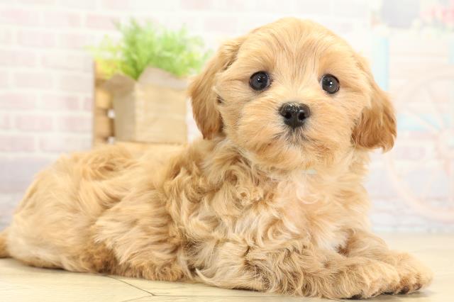 静岡県のハーフ犬・ミックス犬 (Coo&RIKU藤枝店/2025年10月28日生まれ/男の子/アプリコット)の子犬の2枚目の画像