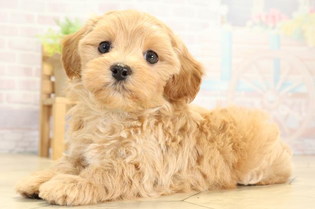 静岡県のハーフ犬・ミックス犬 (Coo&RIKU藤枝店/2025年10月28日生まれ/男の子/アプリコット)の子犬の3枚目の画像