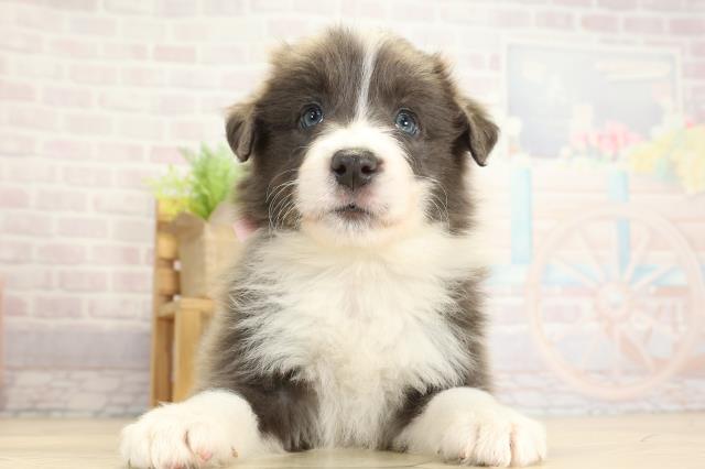 静岡県のボーダーコリー (Coo&RIKU藤枝店/2025年10月26日生まれ/女の子/ブルーホワイト)の子犬の1枚目の画像
